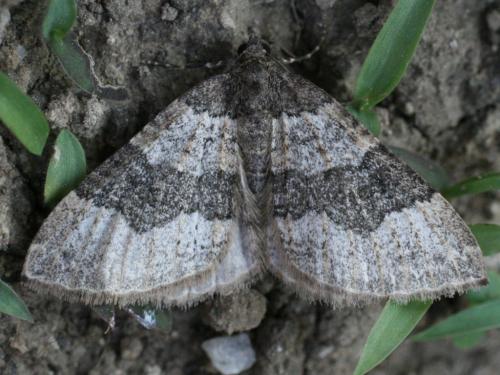 Réf. 25 924 : Larentia malvata