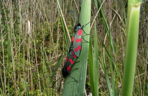 Zygaena filipendulae