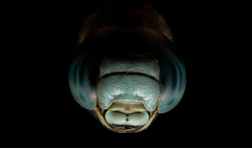 Aeshna affinis