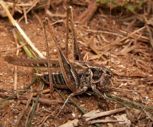 Réf. 25 743 : Platycleis affinis affinis