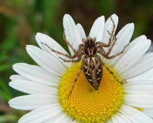 Oxyopes heterophthalmus