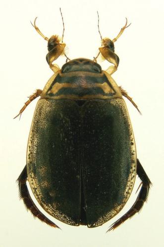 Réf. 25 618 : Acilius sulcatus