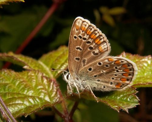 Polyommatus icarus