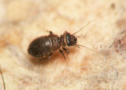 Lepinotus sp.