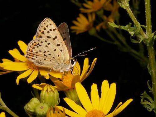 Réf. 25 747 : Lycaena tityrus