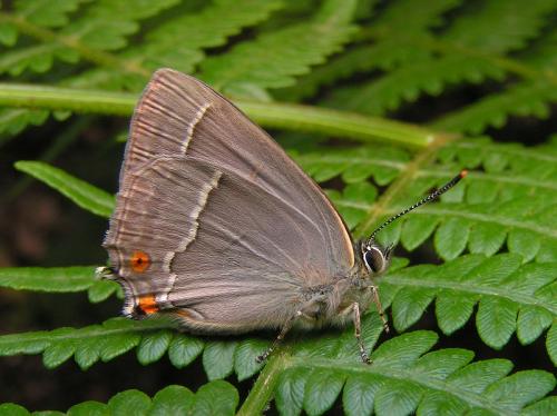 photo de papillon
