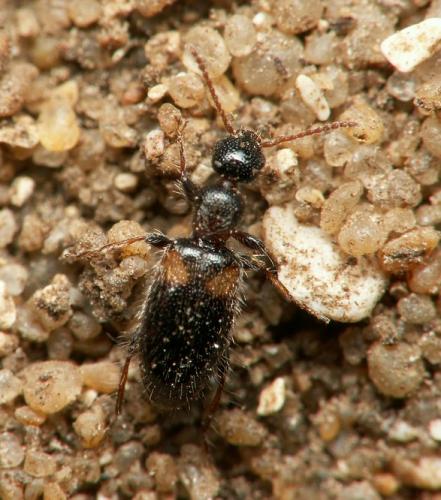 Hirticollis hispidus