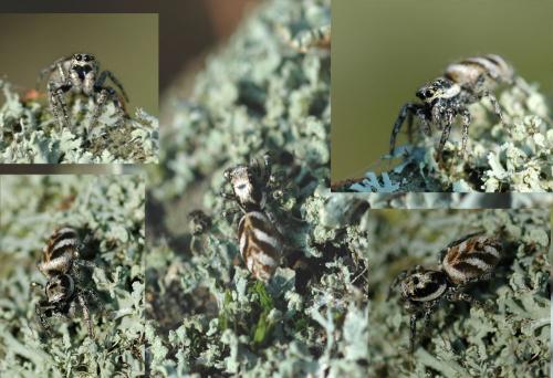 Réf. 25 573 : Salticus scenicus