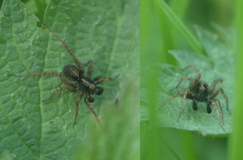 Pardosa sp.