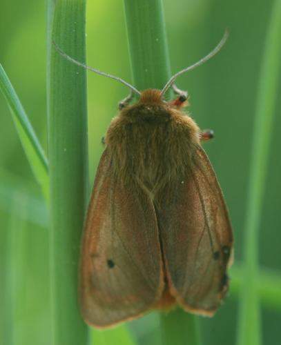Phragmatobia fuliginosa