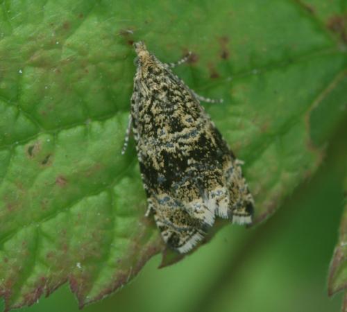Celypha lacunana