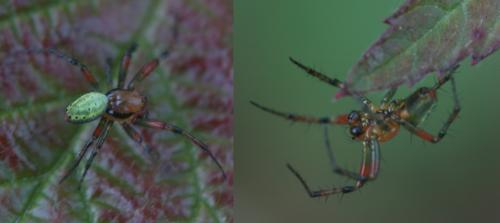 Araniella sp.