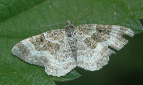 Epirrhoe alternata
