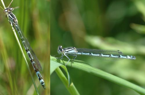 Enallagma cyathigerum