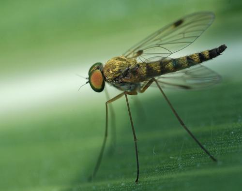 Réf. 25 978 : Chrysopilus asiliformis