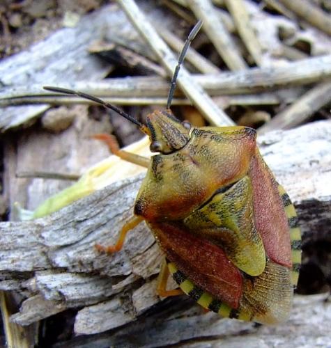 Réf. 25 478 : Carpocoris pudicus