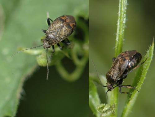 Réf. 25 479 : Polymerus nigrita