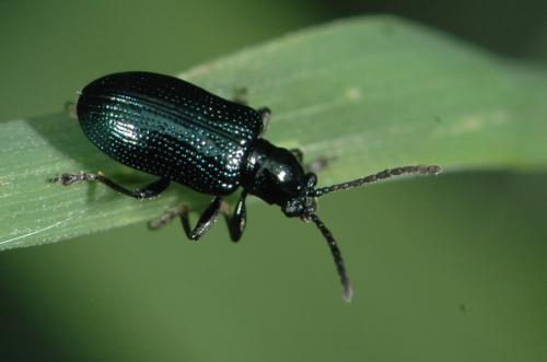 Réf. 25 435 : Oulema sp.
