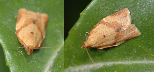 Clepsis consimilana