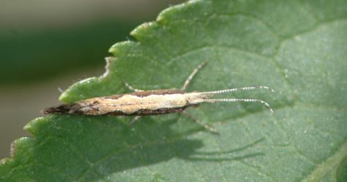 Réf. 25 115 : Plutella xylostella