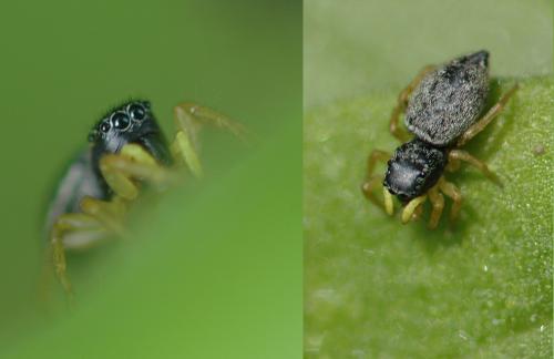 Heliophanus sp.