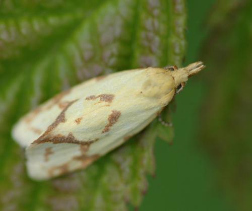 Réf. 25 084 : Agapeta hamana