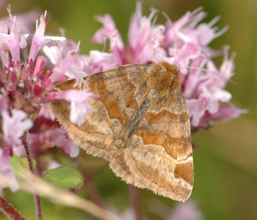 Réf. 25 114 : Euclidia glyphica