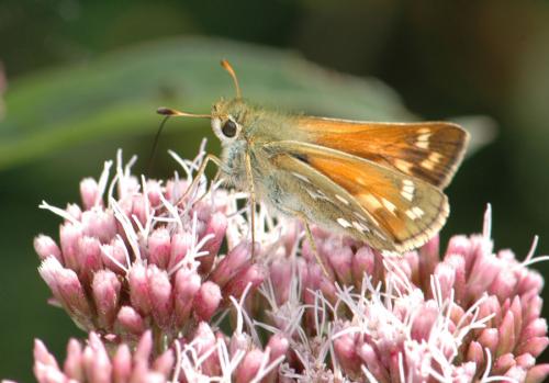 Réf. 25 121 : Hesperia comma