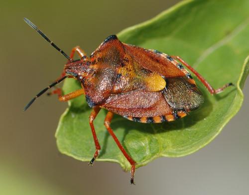 Réf. 25 468 : Carpocoris purpureipennis