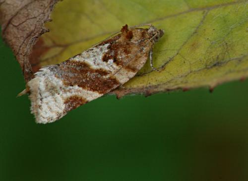 Réf. 25 116 : Argyrotaenia ljungiana