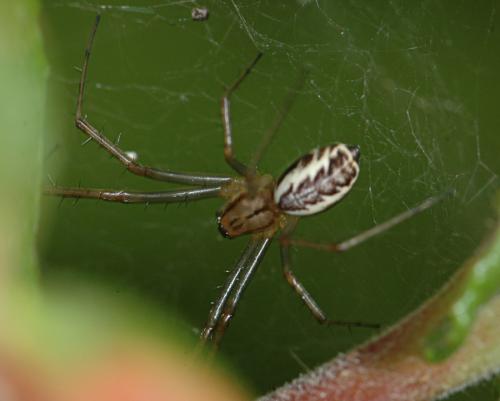 Linyphia sp.