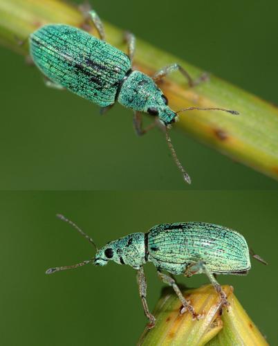 Réf. 25 440 : Polydrusus formosus