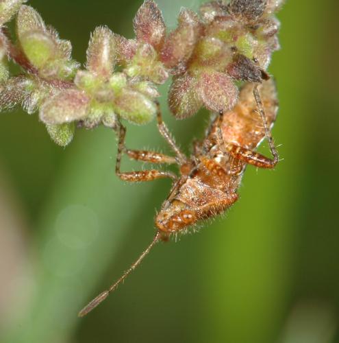 Réf. 25 480 : Rhopalus sp.