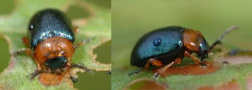 Réf. 25 443 : Gastrophysa polygoni