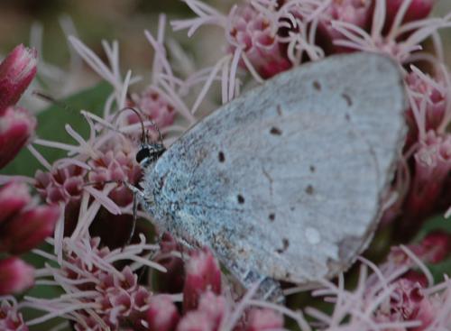Celastrina argiolus