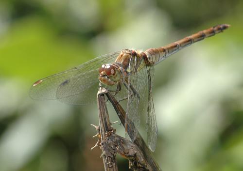 Sympetrum striolatum