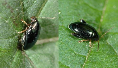 Réf. 25 449 : Psylliodes sp.