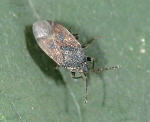 Réf. 25 481 : Drymus sylvaticus