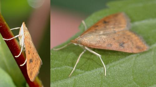 Réf. 25 087 : Udea ferrugalis