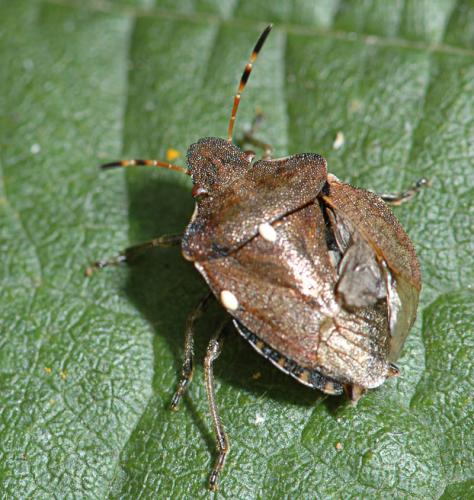 Réf. 25 818 : Peribalus strictus vernalis