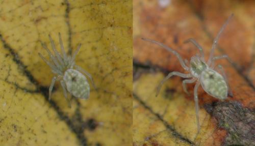 Nigma flavescens