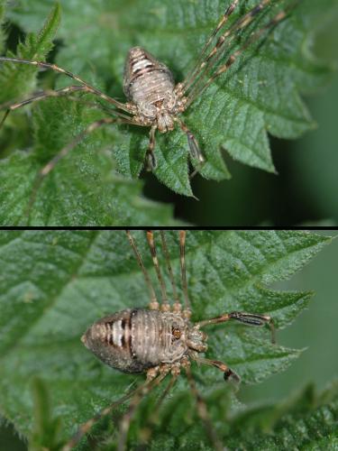 Réf. 25 915 : Dicranopalpus ramosus