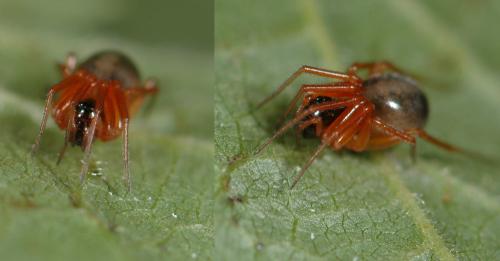 Gongylidium rufipes