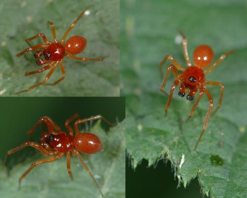 Gonatium rubellum