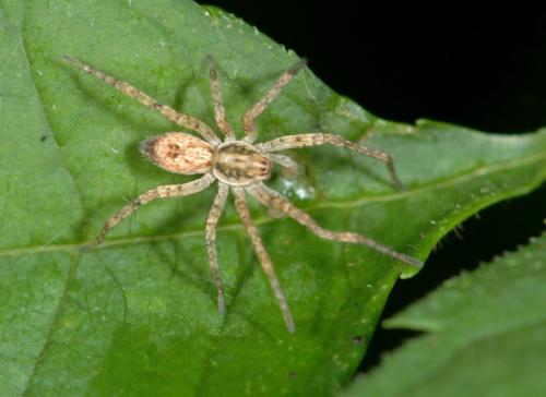 Réf. 25 193 : Anyphaena accentuata