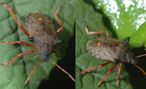 Réf. 25 233 : Picromerus bidens