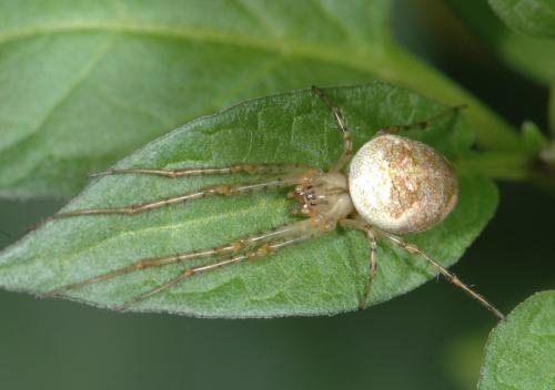 Réf. 25 238 : Metellina sp.