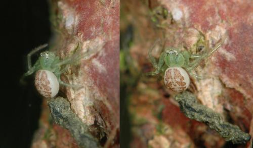Réf. 25 311 : Diaea dorsata