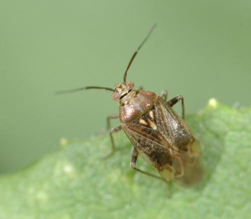 Réf. 25 352 : Lygus rugulipennis