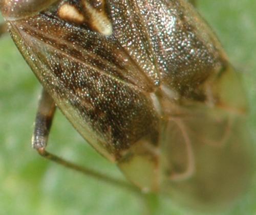 Réf. 25 390 : Lygus rugulipennis